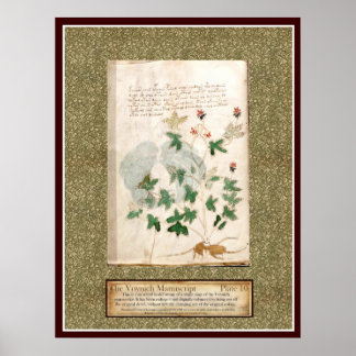 Poster Plaque Voynich 10