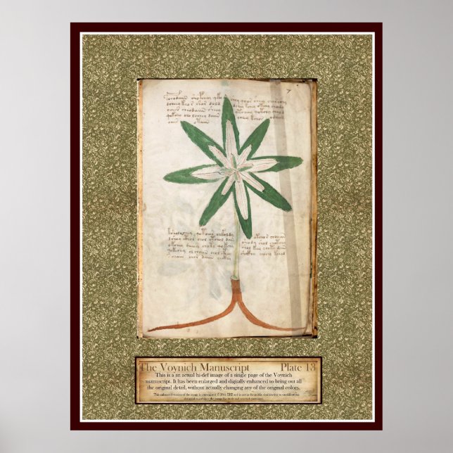 Poster Plaque Voynich 13 (Devant)