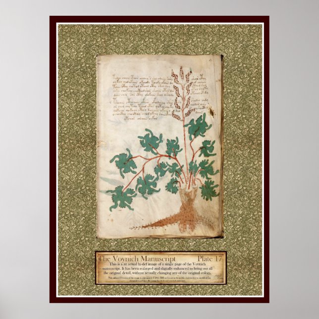 Poster Plaque Voynich 17 (Devant)