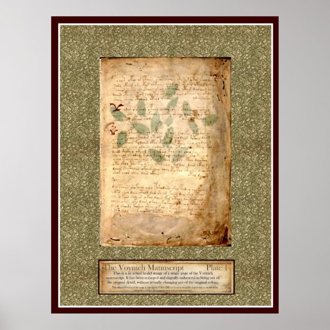 Poster Plaque Voynich 1 - Illustration botanique (Devant)