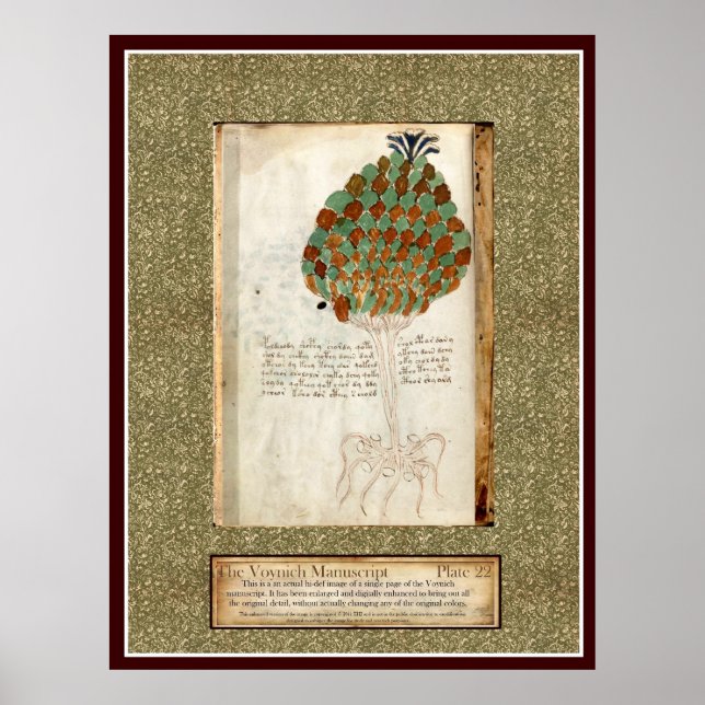 Poster Plaque Voynich 22 (Devant)