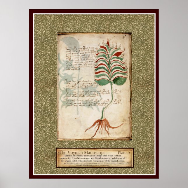 Poster Plaque Voynich 5 - Illustration botanique (Devant)