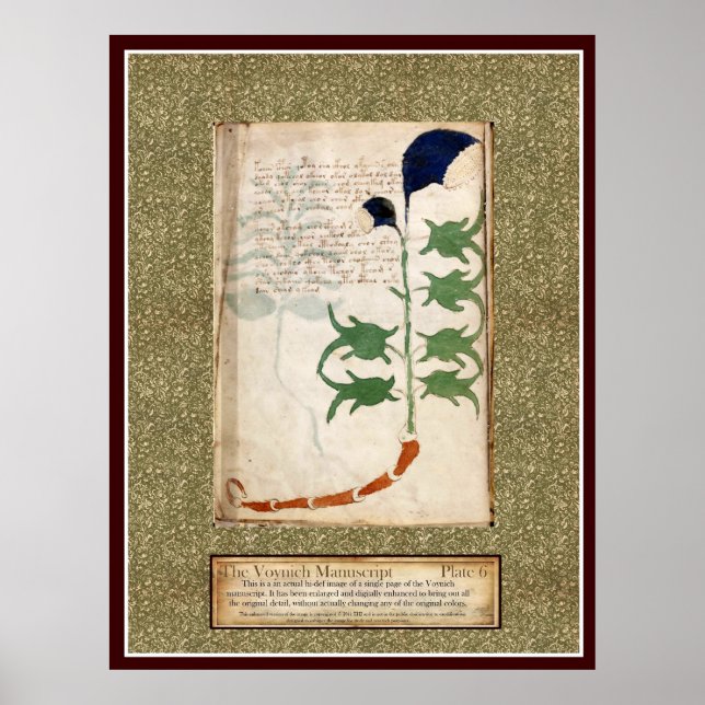 Poster Plaque Voynich 6 (Devant)
