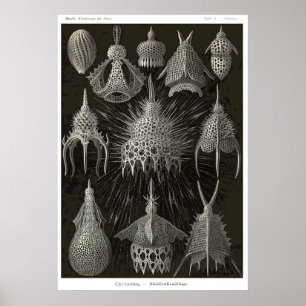 Poster Plat 31 Cyrtoidea