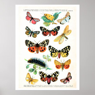 Poster Plat antique, papillons de l'Europe : plat 10
