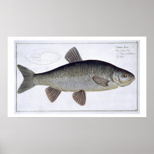 Poster Plat VI de chabot (Cyprinus Jeses) de