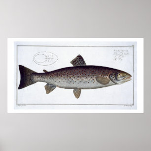 Poster Plat XXI de truite de mer (Salmo Trutta) de