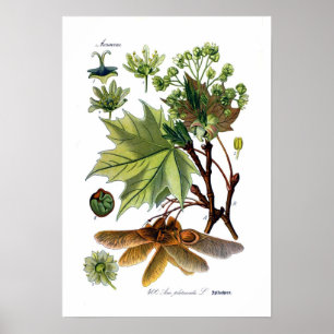 Poster Platanoides d'Acer (érable de Norvège)