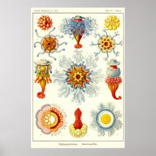 Poster Plate 17. Siphonophores.