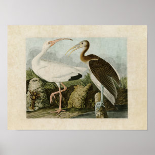 Poster Plate 222 White Ibis Birds of America