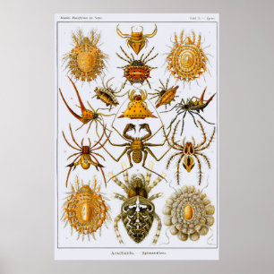 Poster Plate 66. Arachnida. Spiders (order Araneae)