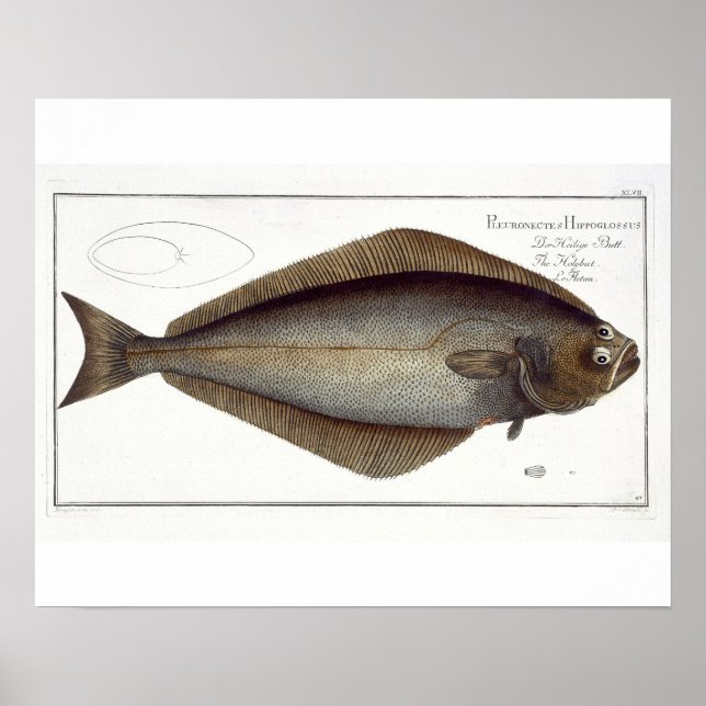 Poster Plate de flétan (Pleuronectes Hippoglossus) XLVII  (Devant)