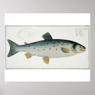 Poster Plate de saumon (Salmo Salar) XX de 'Ichthyologie,