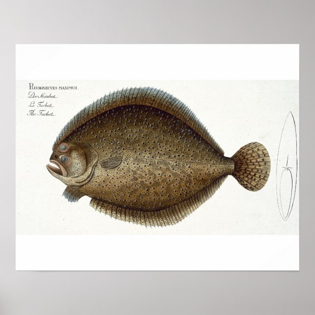 Poster Plate de turbot (Pleuronectes Maximus) XLIX de 'Ic (Devant)