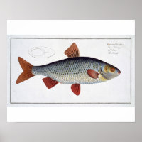 Plate II de cafard (Cyprinus Rutilis) de 'Ichthyol
