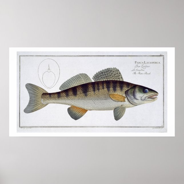 Poster Plate LI de Pike-Perch (Perca lucioperca) de 'Icht (Devant)