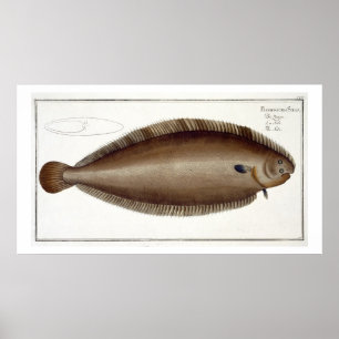 Poster Plate XLV de Solea Solaea de 'Ichthyol