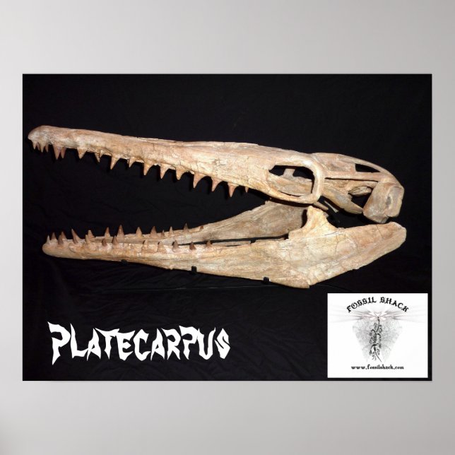 Poster Platecarpus Mosasaur crâne (Devant)