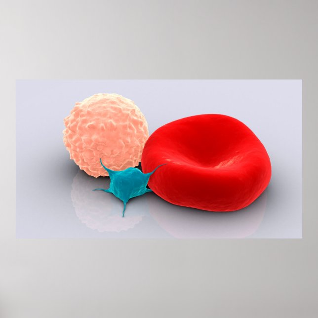 Poster Platelet, Cellules De Sang Rouge Et Blanc (Devant)