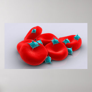Poster Platelets Avec Cellules De Sang Rouge 1