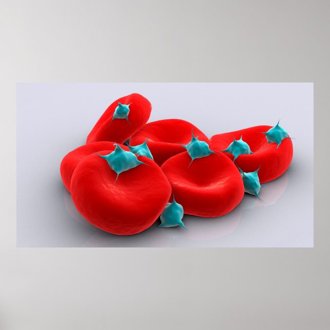 Poster Platelets Avec Cellules De Sang Rouge 1 (Devant)