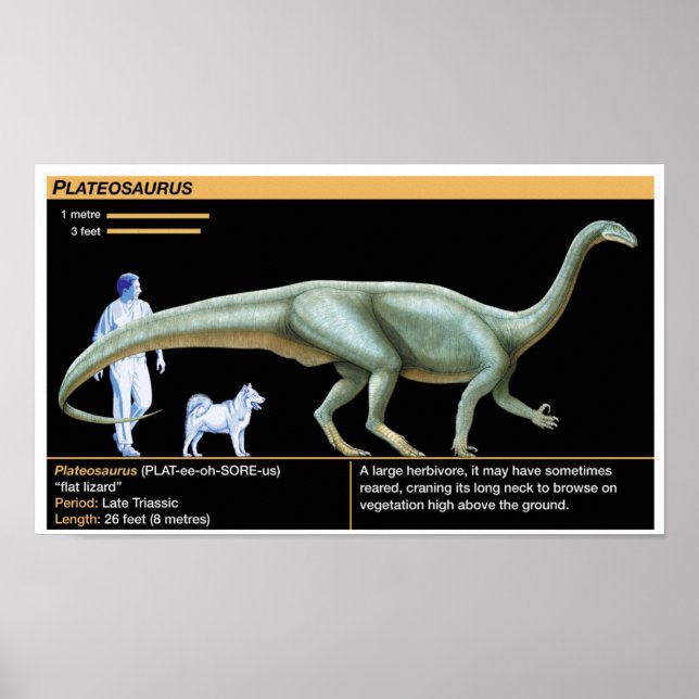 Poster Plateosaurus - Biology Jurassic (Devant)
