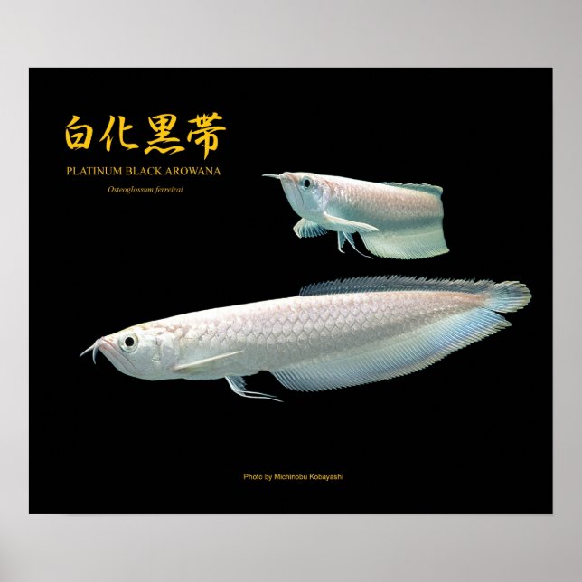 Poster Platinum Noir Arowana の ポ タ (Devant)