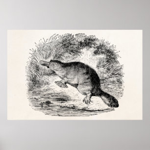 Poster Platypus vintage à bec de canard Animaux personnal