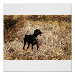 Poster plein dans le champ