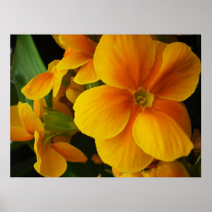 Poster plein de soleil