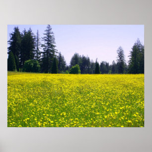 Poster Pleine floraison