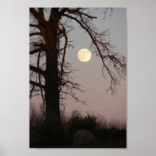 Poster Pleine lune à travers les branches d'arbre