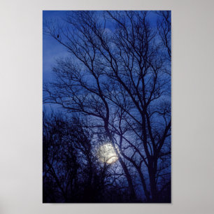 Poster Pleine lune et la lune brillant à travers les arbr