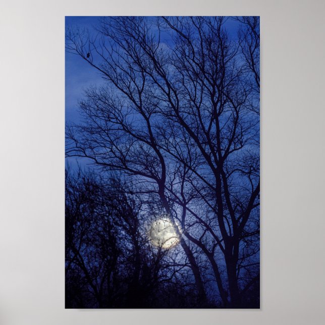 Poster Pleine lune et la lune brillant à travers les arbr (Devant)