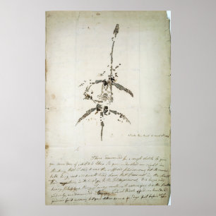 Poster Plesiosaurus dolichodeirus