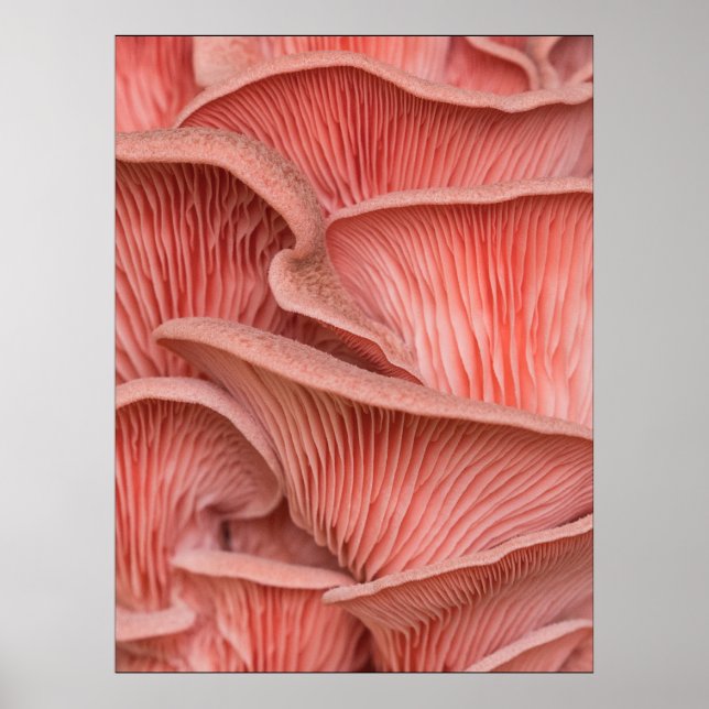 Poster pleurotes roses (Devant)