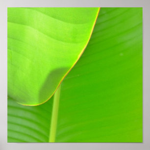 Poster Plis de banane