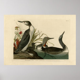 Poster Plongeur à gorge rouge (Loon) Audubon Birds of Ame
