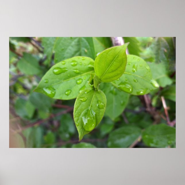 Poster Pluie sur les feuilles (Devant)