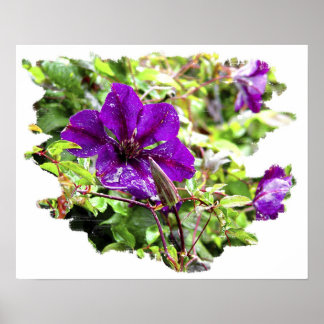 Poster Pluie violette