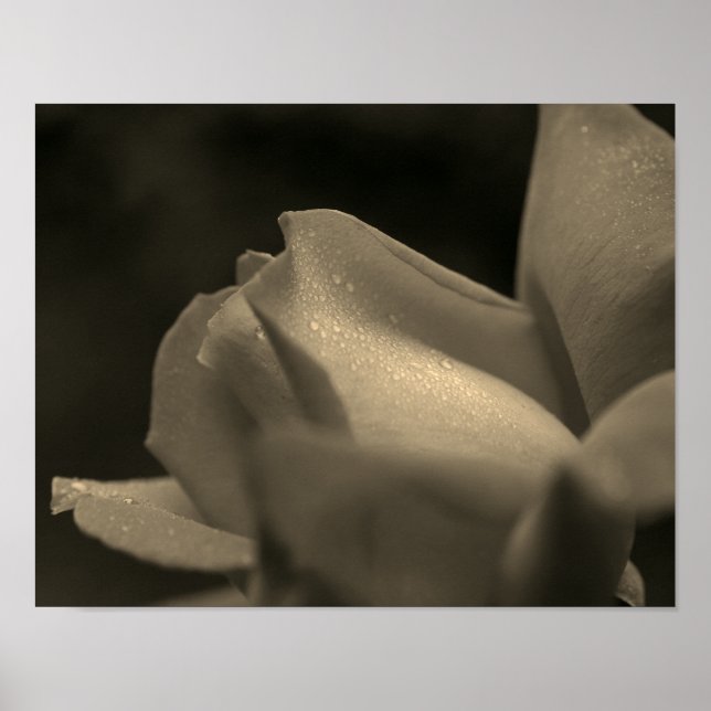 Poster Pluies Sur Rosebud À Sepia Tint (Devant)