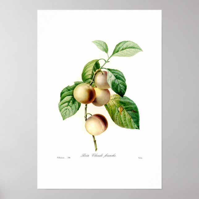 Poster Plum (Devant)