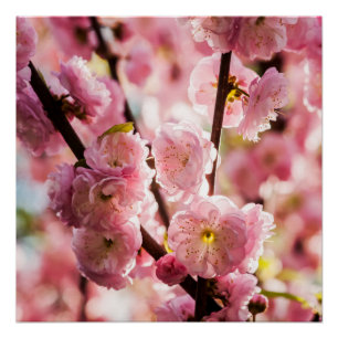 Poster Plum à fleurs - Paradize rose