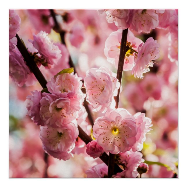 Poster Plum à fleurs - Paradize rose (Devant)