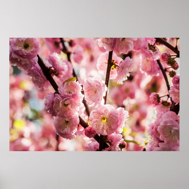 Poster Plum à fleurs - Paradize rose (Devant)