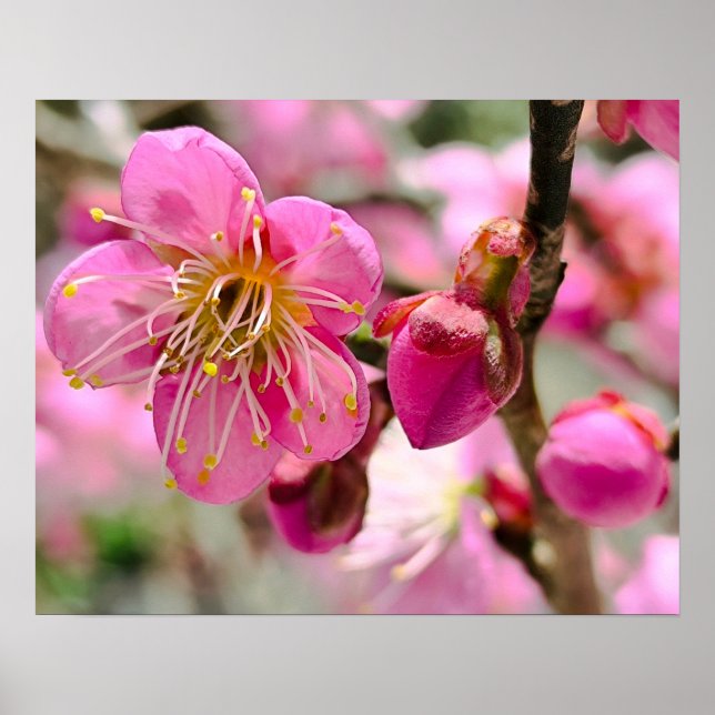 Poster Plum Blossom Close-Up (Devant)
