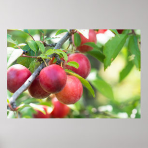 Poster Plum cerise sur branche