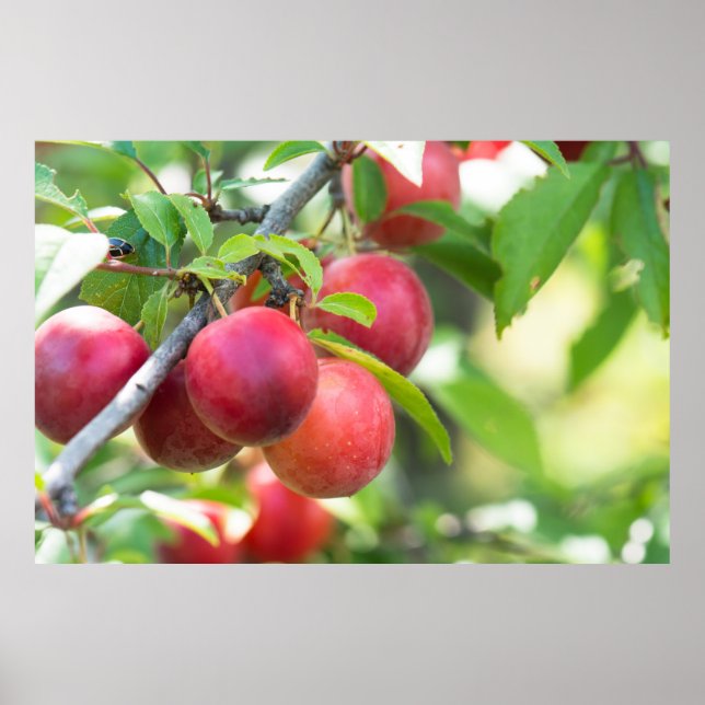 Poster Plum cerise sur branche (Devant)