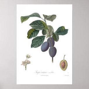 Poster Plum, Imperatrice violette