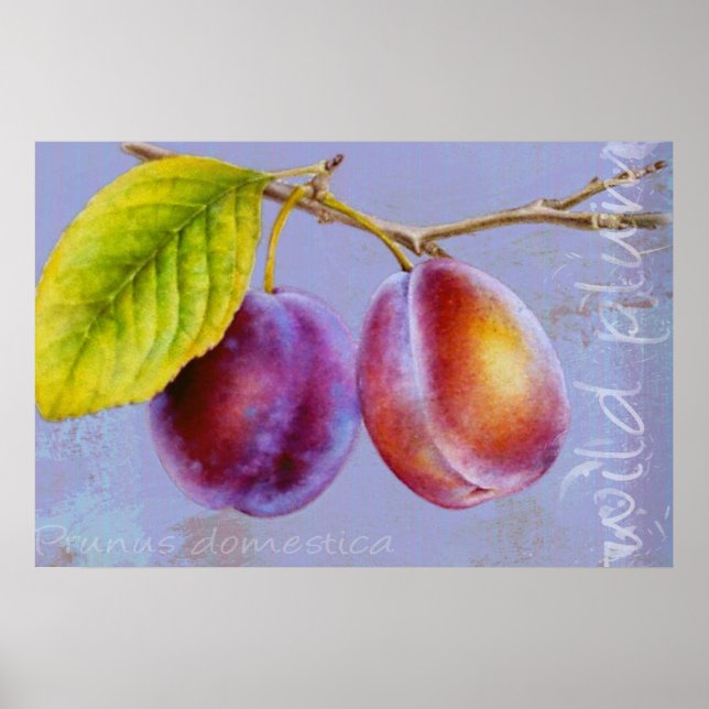 Poster Plum sauvage - Prunus domestica (Devant)